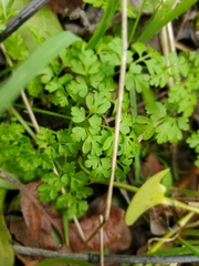 Anthriscus caucalis
