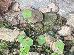 Cardamine rotundifolia