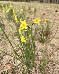 Narcissus jonquilla