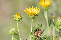 Grindelia pulchella