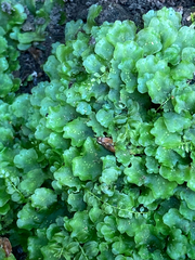 Pellia neesiana