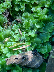 Pellia neesiana