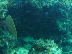 Epinephelus striatus