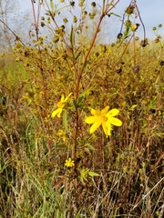 Silphium terebinthinaceum