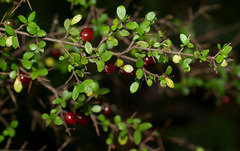 Coprosma quadrifida