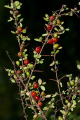 Coprosma quadrifida