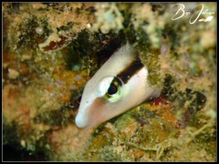 Aspidontus dussumieri