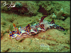 Miamira flavicostata