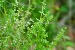 Galium porrigens