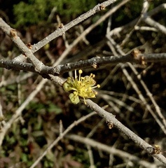 Forestiera