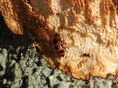 Episcaphula australis