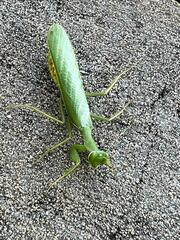Photiomantis