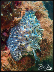 Halgerda willeyi