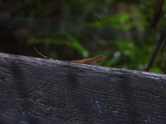 Anolis apletophallus