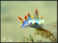 Miamira flavicostata