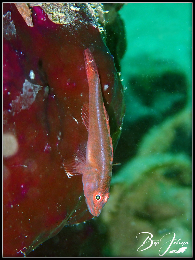 Many-Host Goby