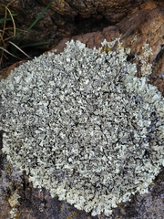 Xanthoparmelia cumberlandia