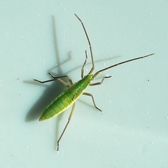 Megaloceroea recticornis