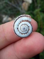 Xerolenta obvia