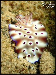 Hypselodoris tryoni