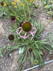 Echinacea pallida