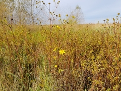 Silphium terebinthinaceum