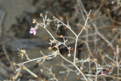 Stephanomeria exigua