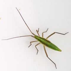 Megaloceroea recticornis