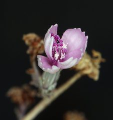 Stephanomeria exigua