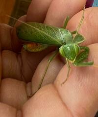 Photiomantis