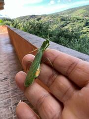 Photiomantis