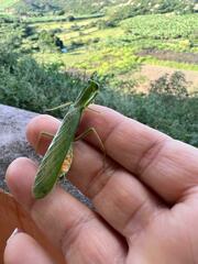 Photiomantis