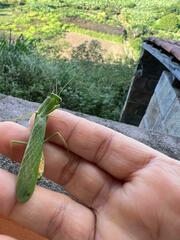 Photiomantis