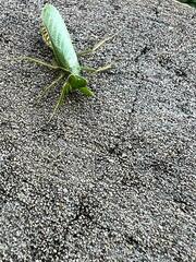 Photiomantis