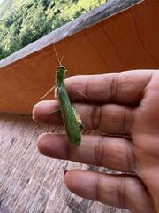 Photiomantis