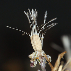 Stephanomeria exigua