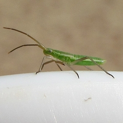 Megaloceroea recticornis