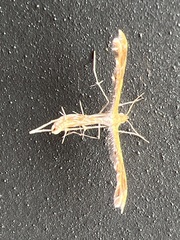 Oxyptilini