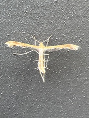 Oxyptilini
