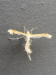 Oxyptilini