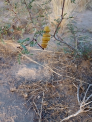 Prosopis strombulifera