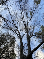 Quercus nigra