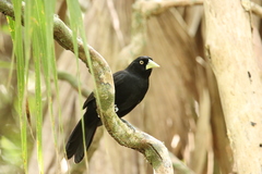 Amblycercus holosericeus