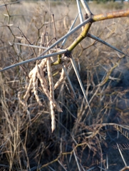 Prosopis flexuosa