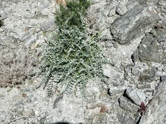 Astragalus tricarinatus