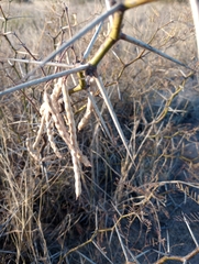 Prosopis flexuosa