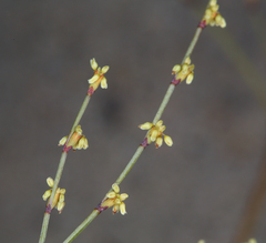 Eriogonum brachyanthum
