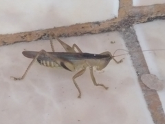 Agraeciini