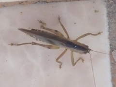 Agraeciini