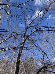 Cercis canadensis